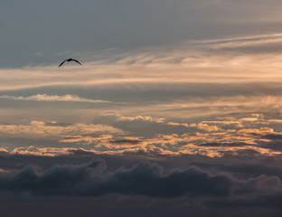 Seagull on flight
