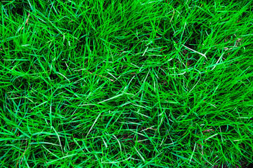 Green grass texture top view
