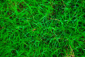 Green grass texture top view