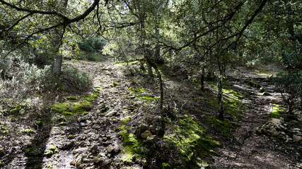 Fototapeta premium sun shining through trees in forest on a sunny day