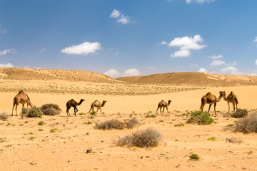 Fototapeta na wymiar Herd of Arabian camels with foals in the desert, Morocco 