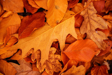 Naklejka na ściany i meble Background of autumn leaves.