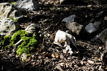 Animal skull on the forest ground