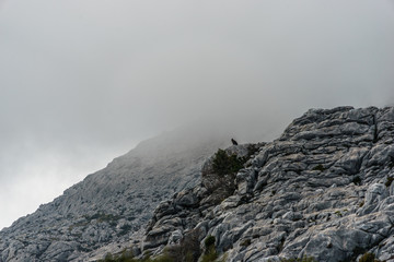 wild eagles in high mountains