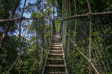 Canopy bridge in Taman Negara national park, Malaysia
