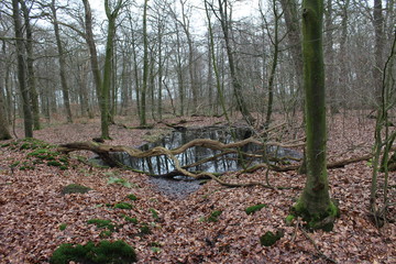 Moor im Wald