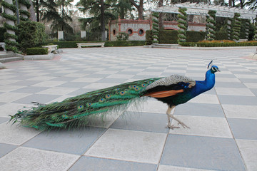 Peacock
