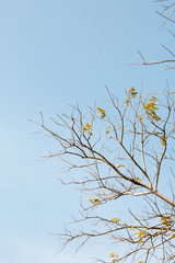 group of treetop and green leaf with sky from park