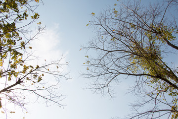 group of treetop and green leaf with sky from park