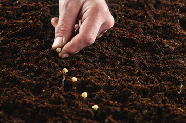 Seeding or planting a plant on a natural, soil backgroud. Camera from low angle or top view. Natural background for advertisements.