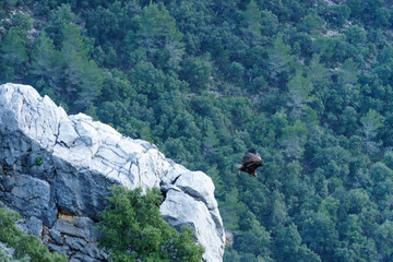 wild eagles in high mountains