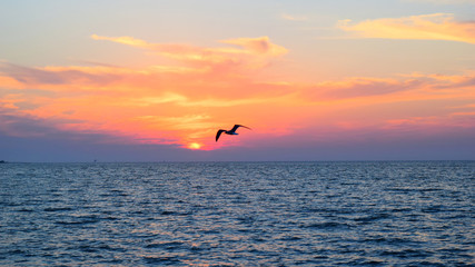 Seagull Over Sunset
