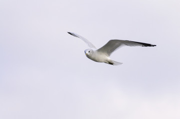 Ring-billed Gull in flight wings high