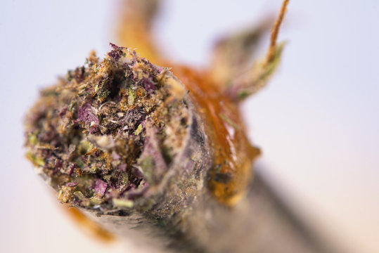 Macro detail of cannabis joint with some oil on the tip - medical marijuana concept