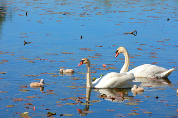 Two beautiful swans in the lake