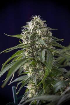 Cannabis cola (green crack marijuana strain) with visible hairs on late flowering stage