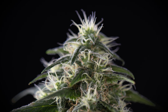 Cannabis cola (green crack marijuana strain) with visible hairs on late flowering stage