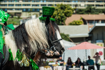 Large black and white horse head wearing St Patricks Day hat.