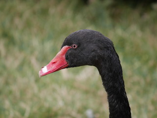 Australian Swan Close Up