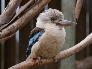 Australian Kookaburra