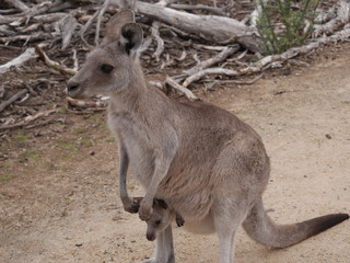 Naklejka na ściany i meble Kangaroo with Joey
