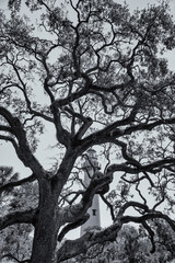 A Southern live oak seeks to hide a vintage lighthouse in the background 
