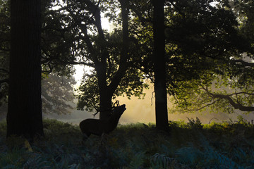 Richmond Deer