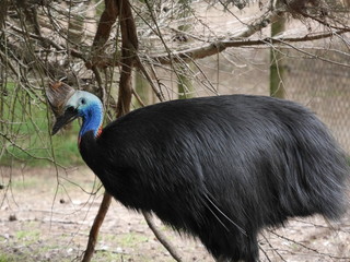 Australian Cassowary
