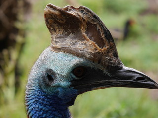 Australian Cassowary