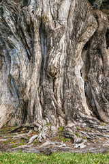 The tremendous trunk of a very old Southern Live Oak in Georgia