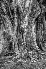 The tremendous trunk of a very old Southern Live Oak in Georgia