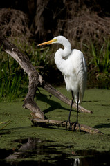 Great Egret