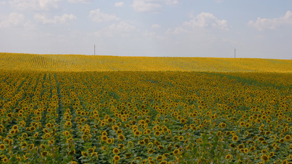 sunflower fields. light is weak,facing the sun.