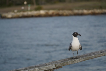 Gull resting on a railing along the fishing pier on Jekyll Island near clam creek