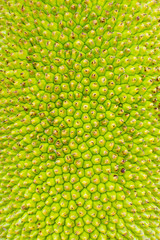 Jackfruit