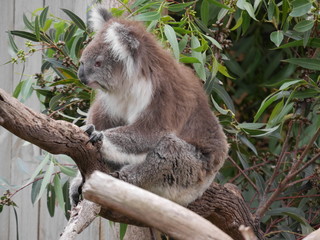 Australian Koala