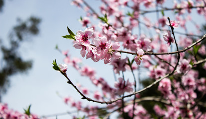 Cherry Blossoms