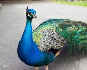 Peacock