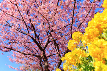 河津桜と菜の花