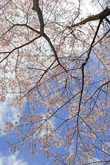Obraz premium Sakura - Cherry blossoms in Japan mark the beginning of Spring and Hanami, flower viewing draws tourists from around the country to see the blossoms in an annual ritual