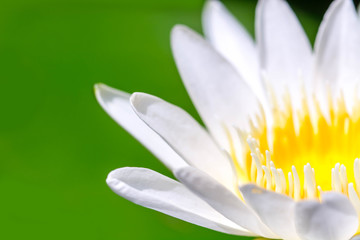 close up White Lotus flower