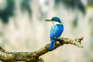 collared kingfisher