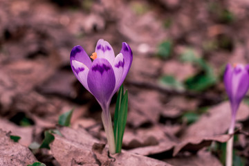 Crocus heuffelianus purple flowers, vintage photo. Spring time, primrose plants