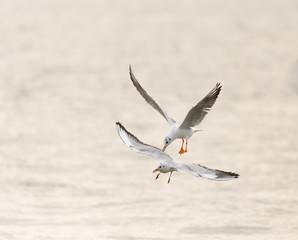 flying birds over the sea