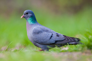 European Stock dove looking in the camera