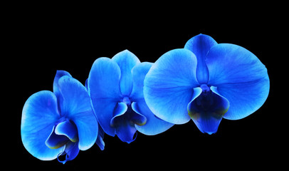 Fototapeta na wymiar Orchidee blue illustration 
