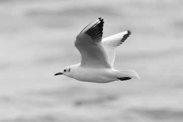 flying birds over the sea