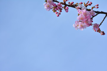 桜の花と蕾　  青空背景