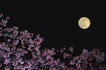 夜桜と満月

