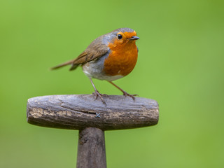 Robin perched on handle